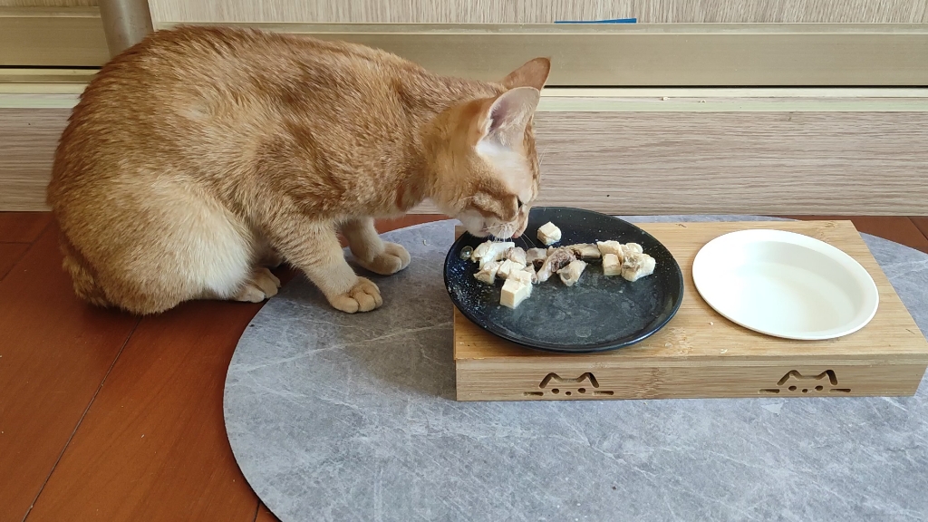 【小猫吃饭】第7天,普通的一餐