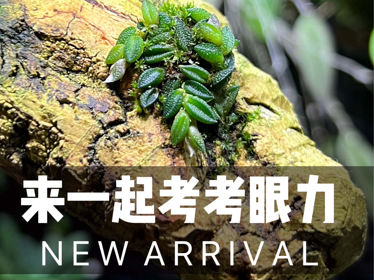 微型石斛兰Dockrillia toressae小型兰花收藏爱好者的心头爱,比较稀有的小型品种,叶子只有几豪米,形状有点像麦粒,非常好玩哔哩哔哩bilibili