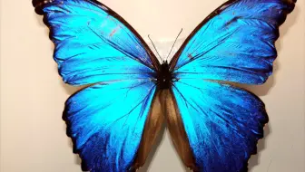又大又蓝的超好看的蝴蝶标本制作 大蓝闪蝶 哔哩哔哩 Bilibili