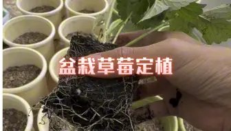 下载视频: 飞羽家草莓开箱，盆栽草莓定植、叶片修剪、缓苗