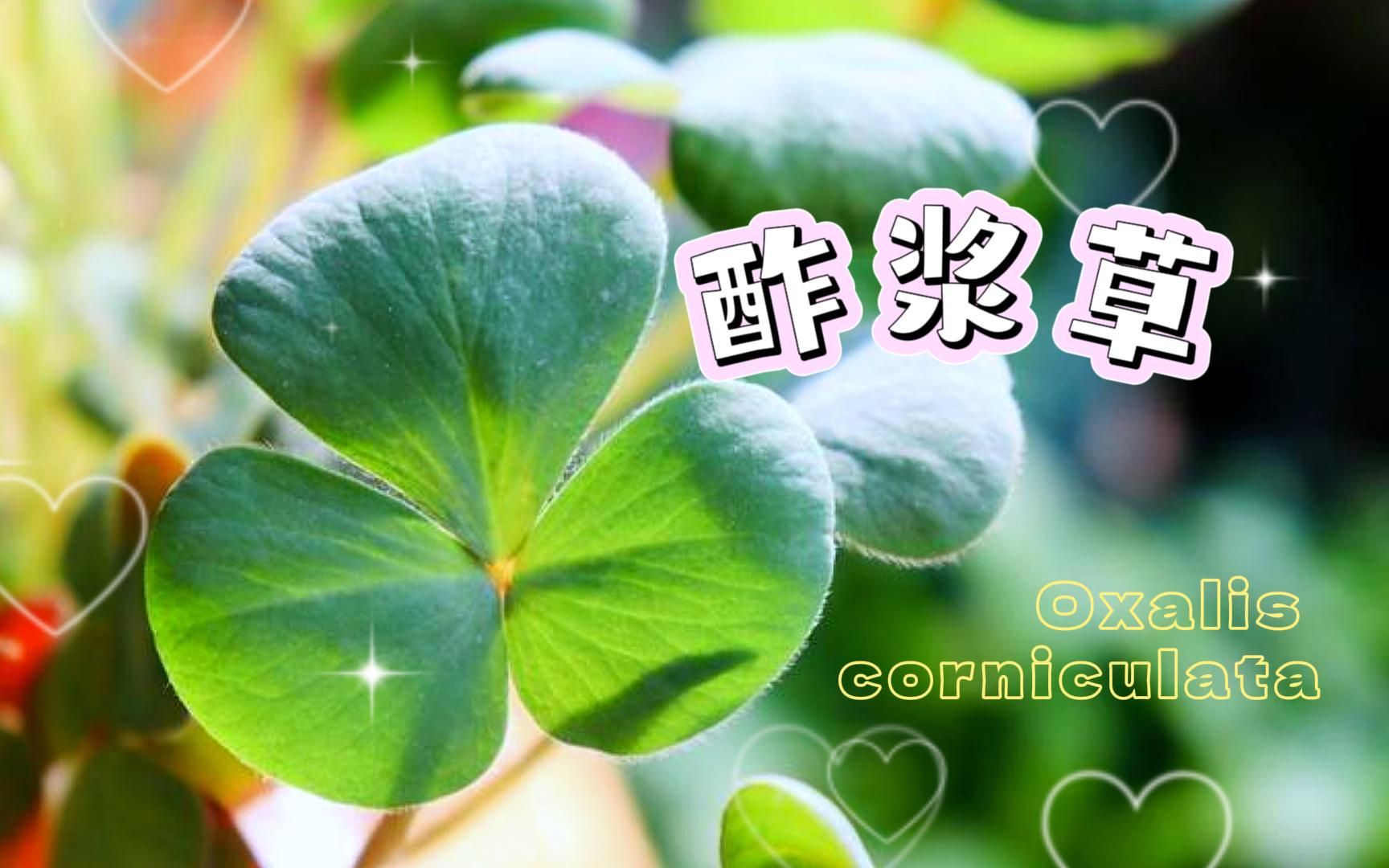 酢浆草:四叶草?幸运草?它们只是长得像!哔哩哔哩bilibili