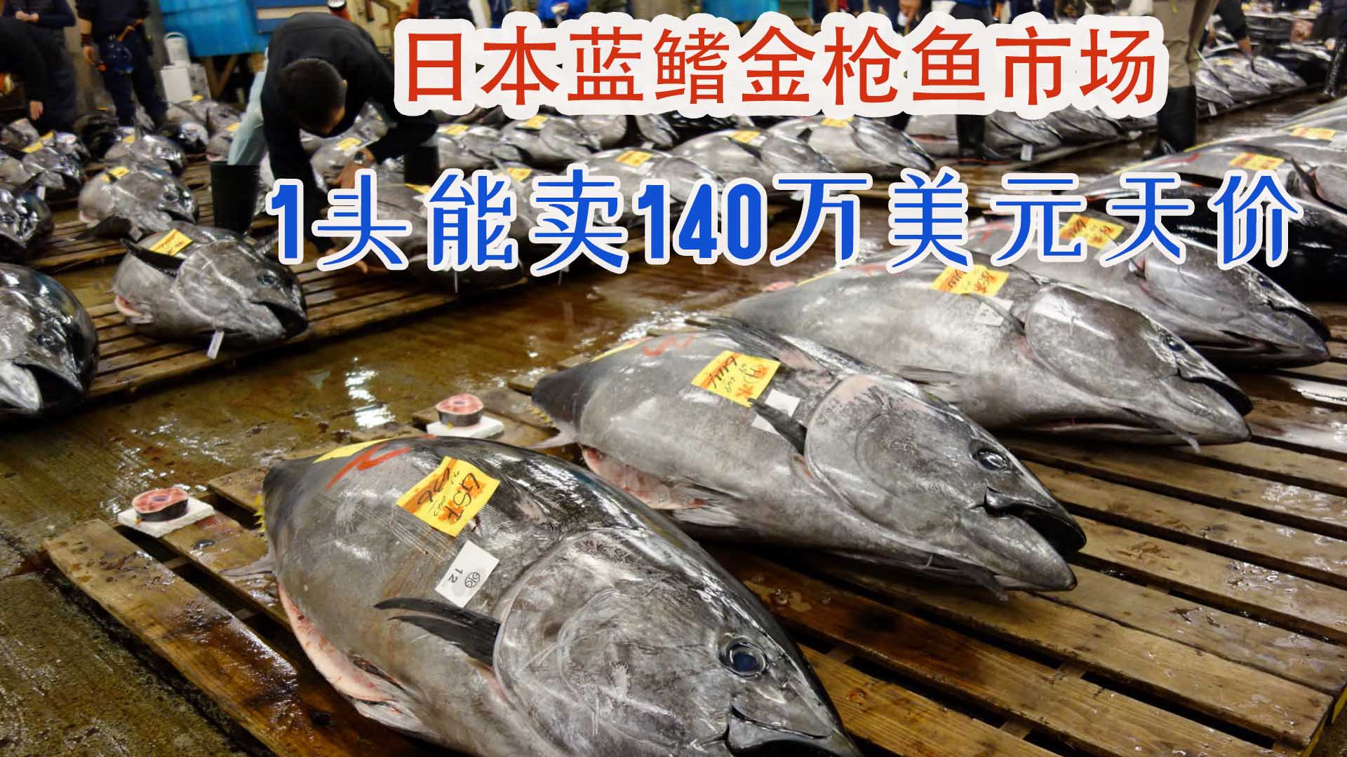 日本渔民捕获200斤蓝鳍金枪鱼,一头售价百万有数十种吃法!