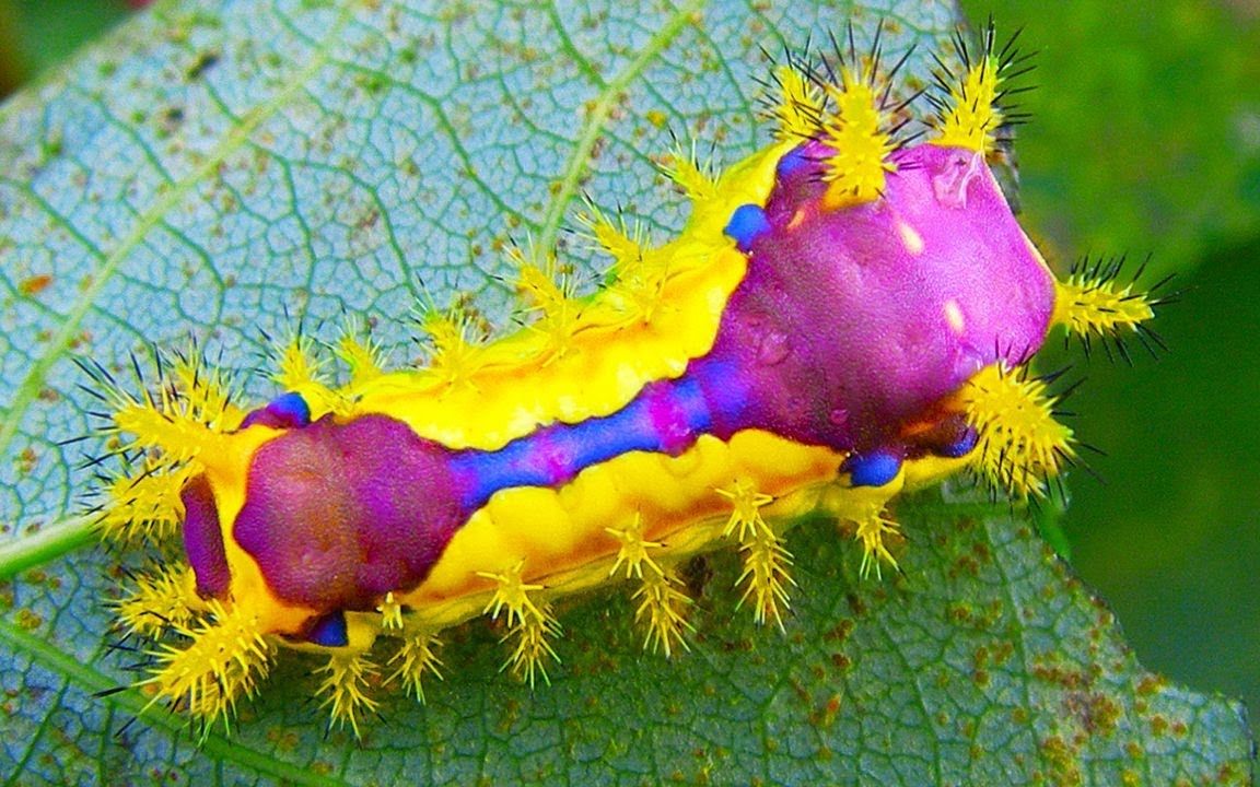 7种在我们身边的奇特昆虫_哔哩哔哩 (゜-゜)つロ 干杯~-bilibili