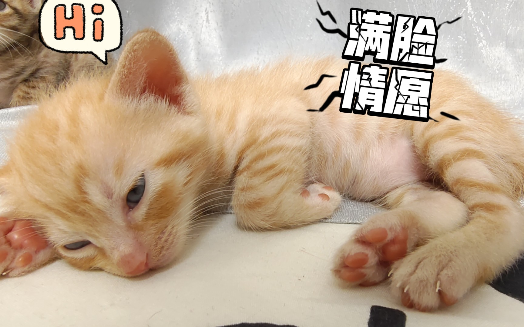 老二登场啦～今天还是不想理人的样子