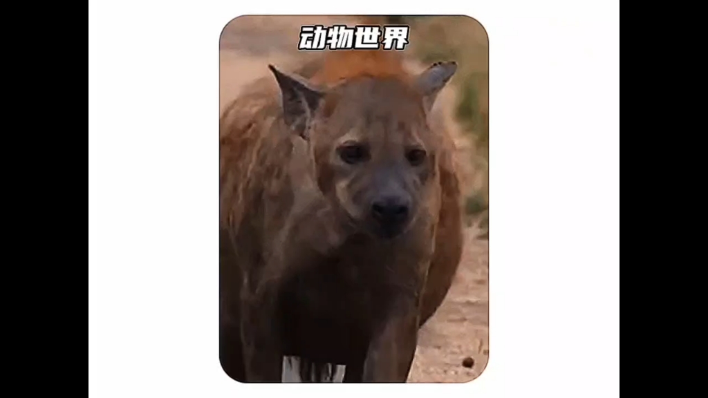 动物世界解说神奇的鬣狗哔哩哔哩bilibili