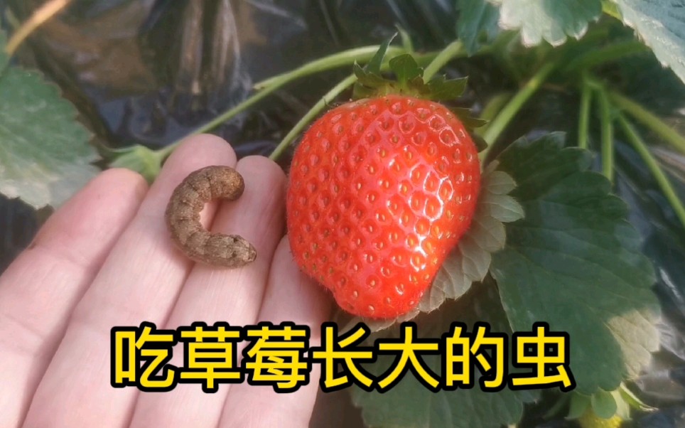 看看吃草莓长大的虫地栽草莓要注意它