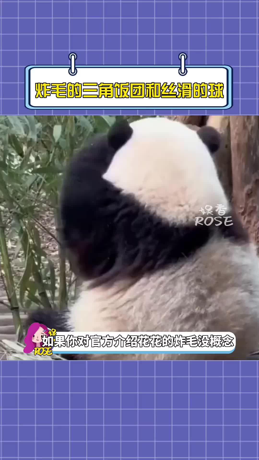 今天是大熊猫“飞云”13岁生日，一起祝|熊猫_新浪新闻