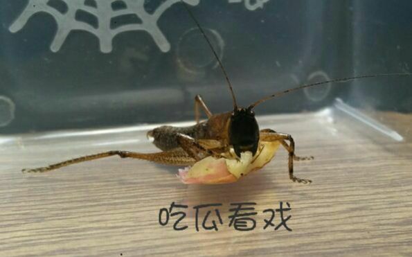 扫盲科普螽斯与蝗虫基础辨认