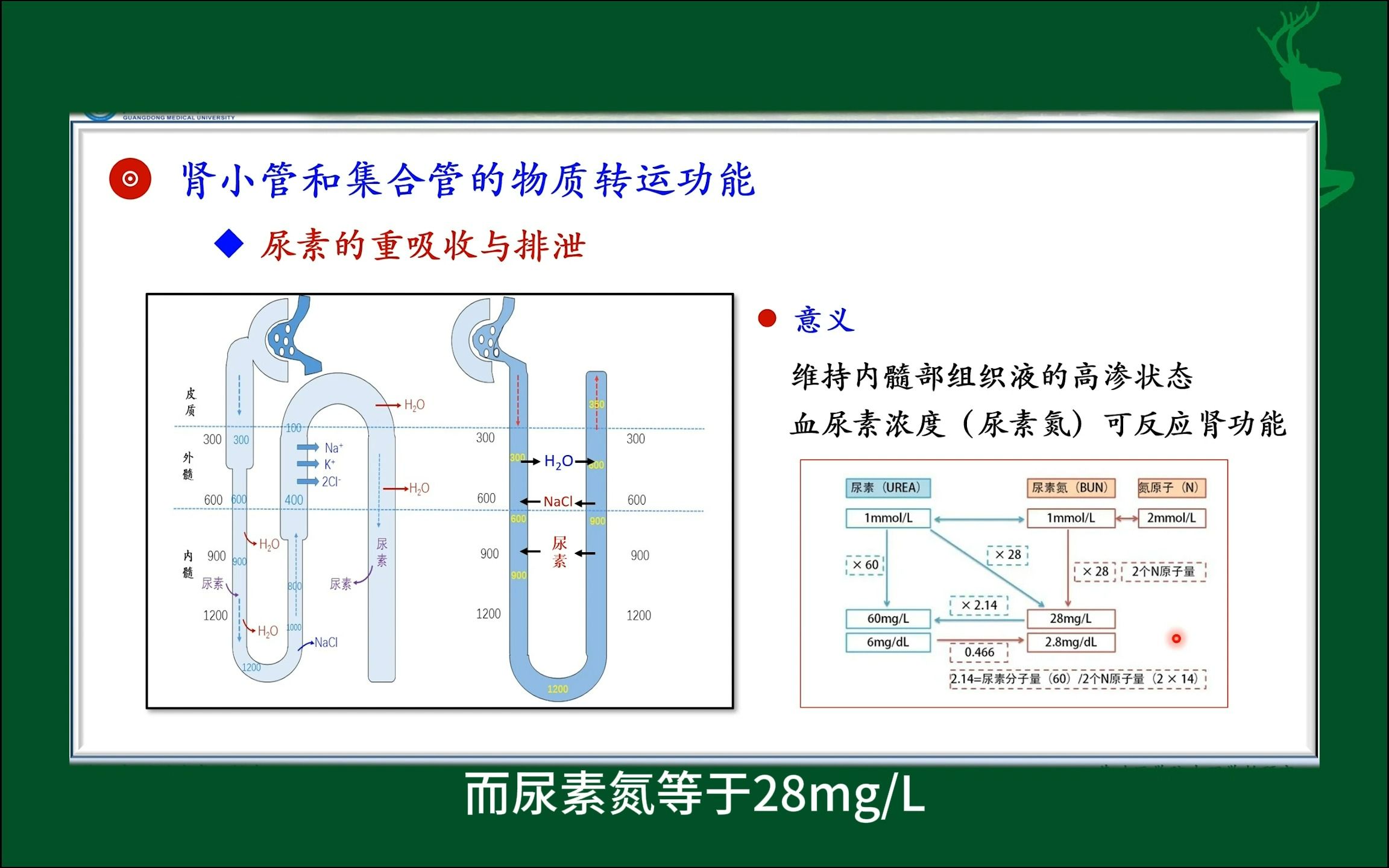 尿素和肌酐的重吸收与排泄 肾小管和集合管的物质转运 尿的生成与