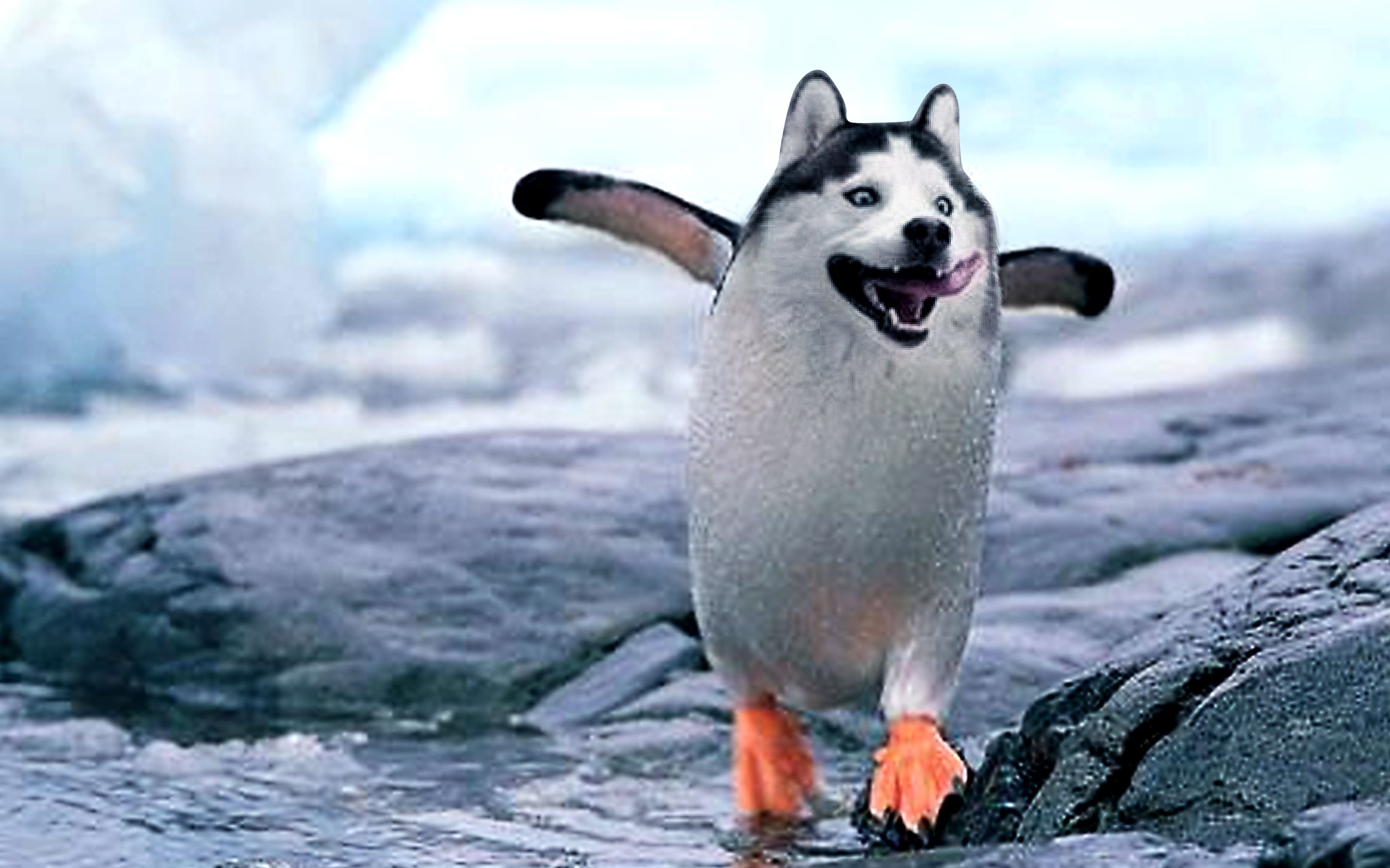 见过这样的二哈吗?哈士奇变身哈士企,网友:活久见!