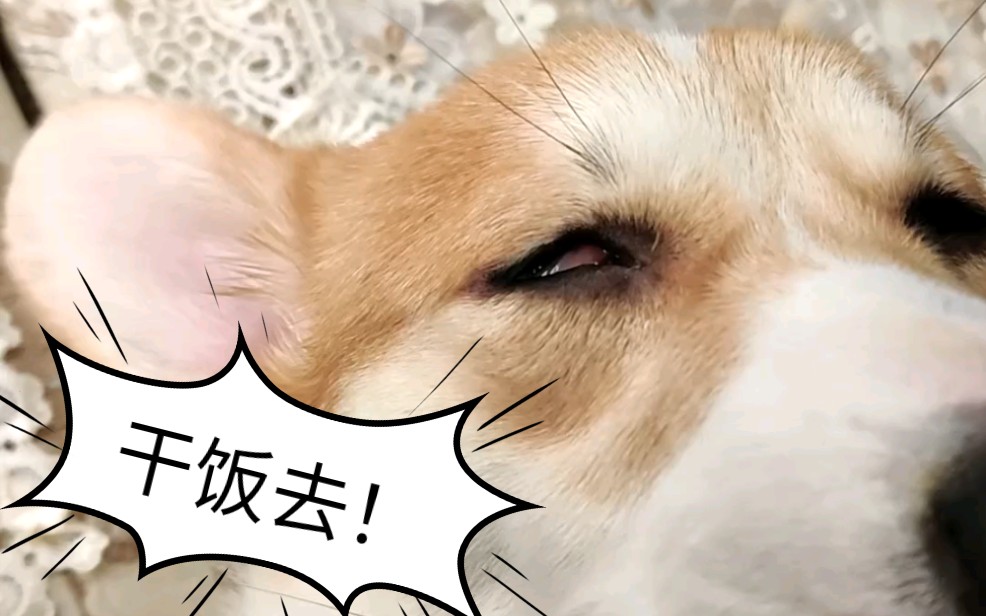 【柯基】干饭人干饭魂,走!干饭去!