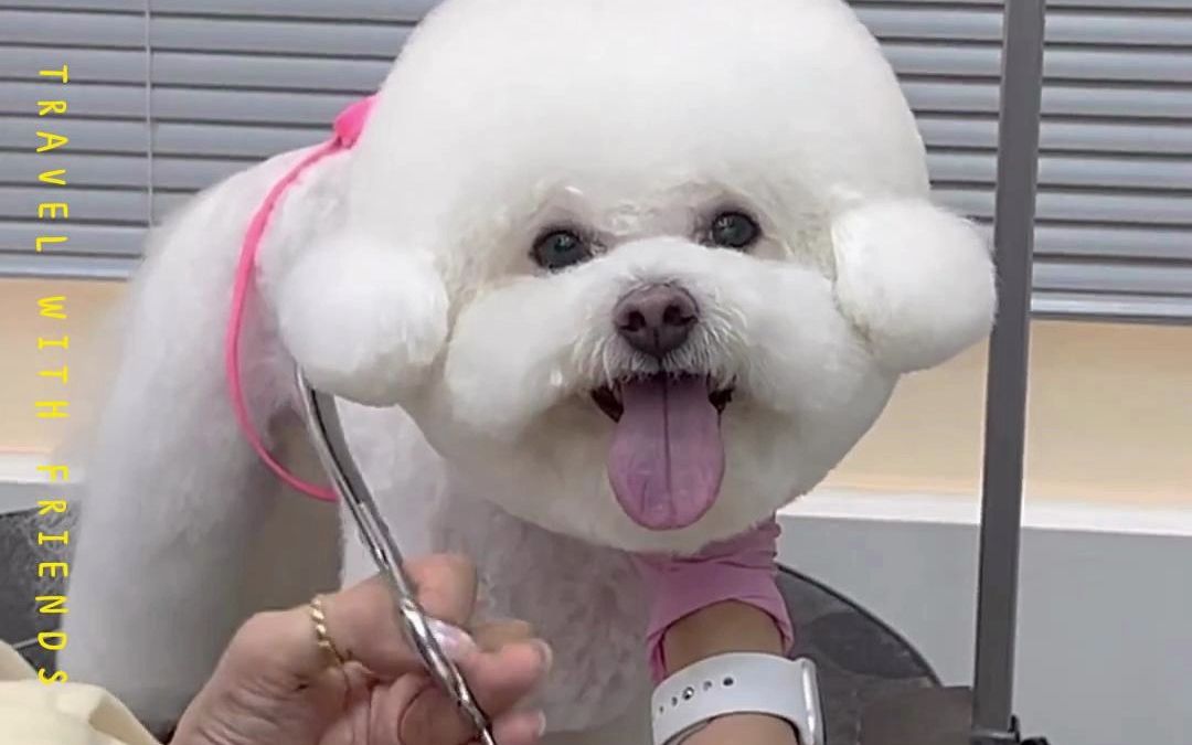 美容小记-爱笑的比熊,运气都不会太差