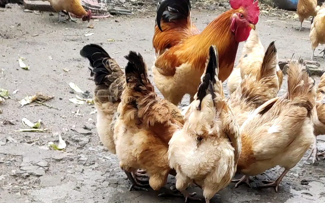 我发现公鸡好像不会和母鸡抢食98还挺谦让