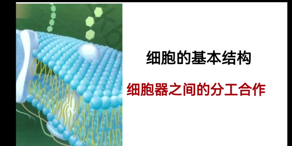 生物,细胞器之间的分工合作哔哩哔哩bilibili