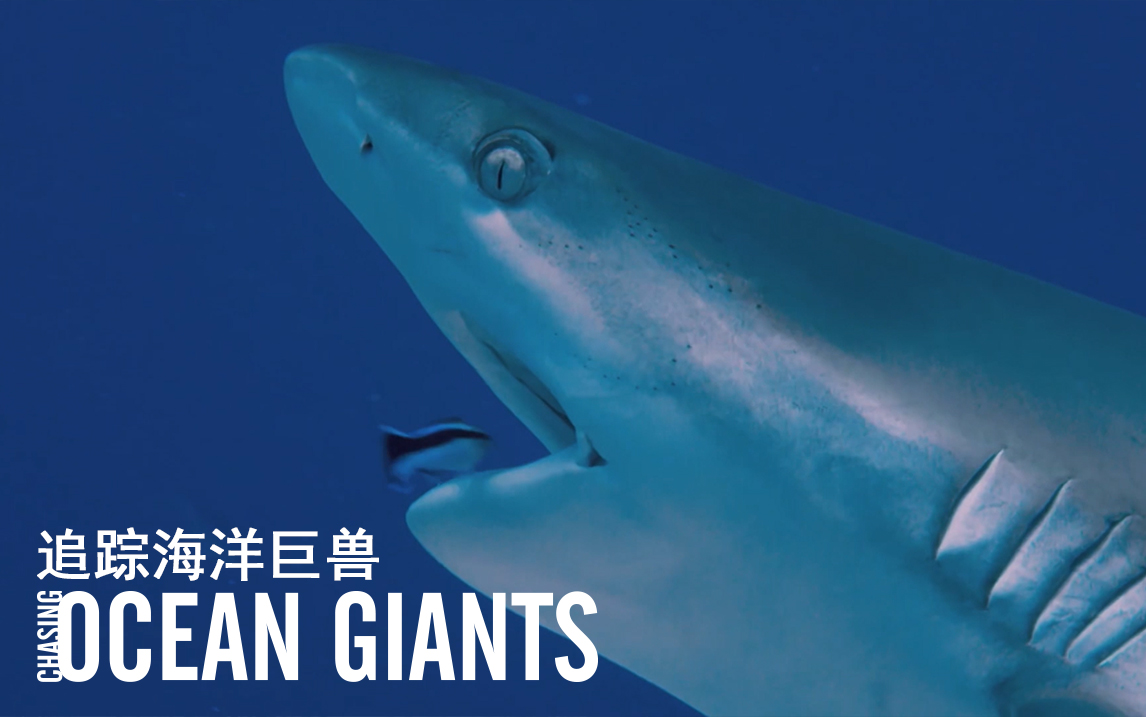 追踪海洋巨兽第2集帕劳鲨鱼城