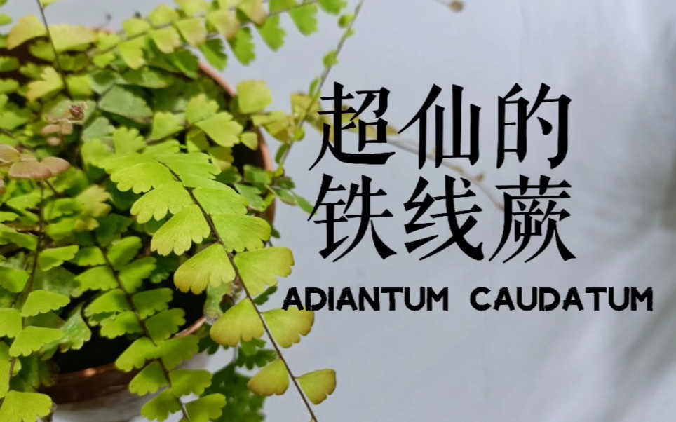 原来铁线蕨还可以这么仙,鞭叶铁线蕨 Adiantum caudatum 了解一下.哔哩哔哩bilibili