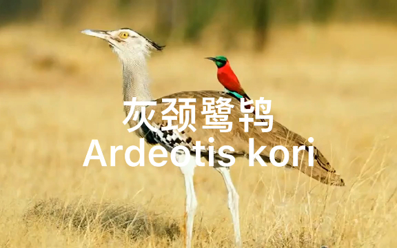 灰颈鹭鸨Ardeotis kori哔哩哔哩bilibili