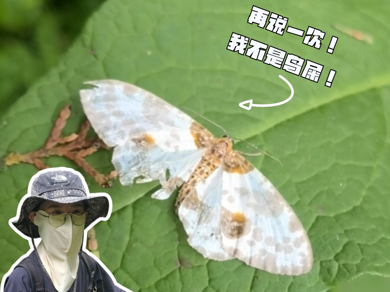 丝绵木金星尺蛾:再说一次!我不是鸟屎!