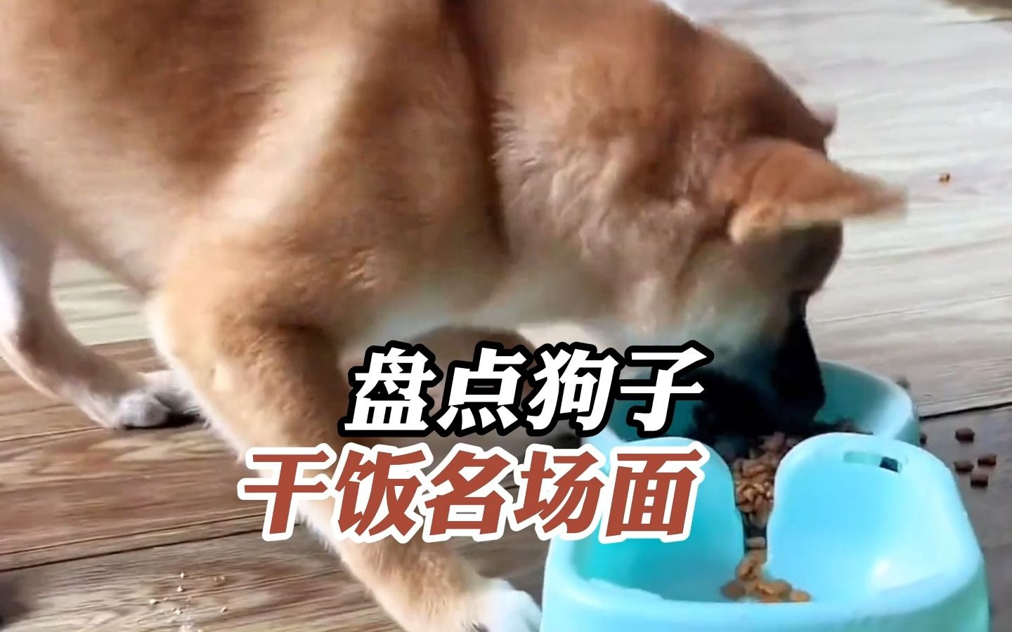 盘点狗子干饭名场面