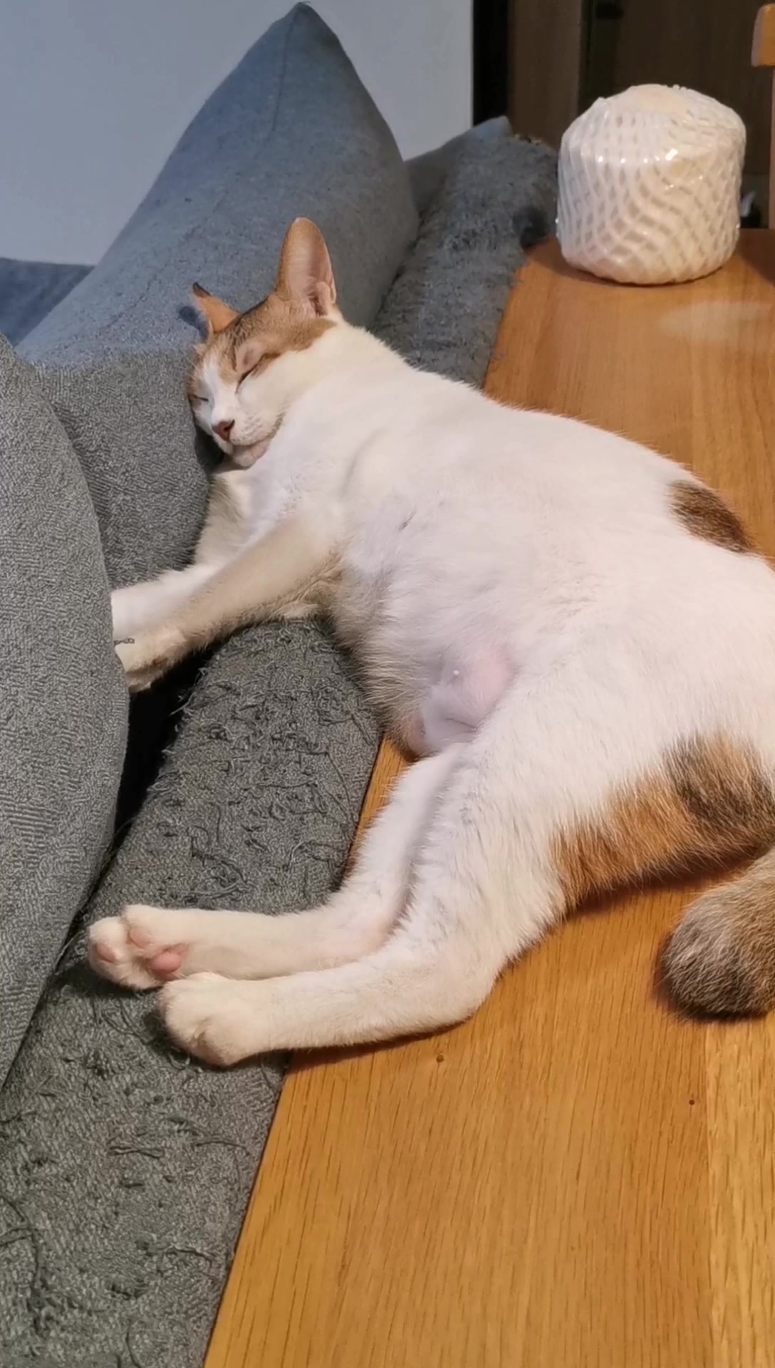 睡猪_哔哩哔哩 (゜-゜)つロ 干杯~-bilibili