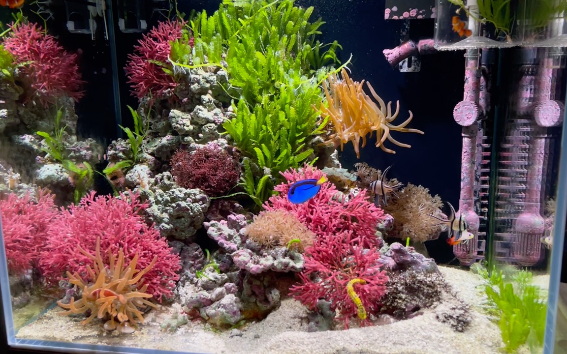 海藻缸热带岛屿