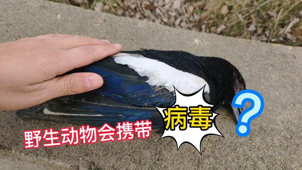 偶遇野生鳥撞樹,野生動物會攜帶病毒嗎?如果你遇到會怎麼做?