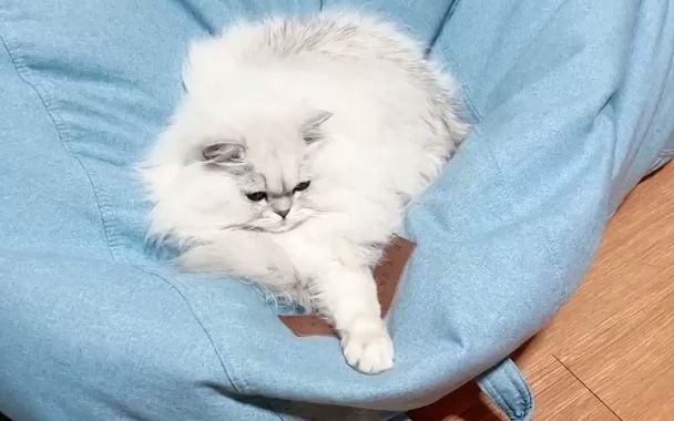 花少北可爱的米子爹