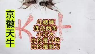 斗蟋蟀，连战两条，小打大，比的是斗性，比的是耐力！