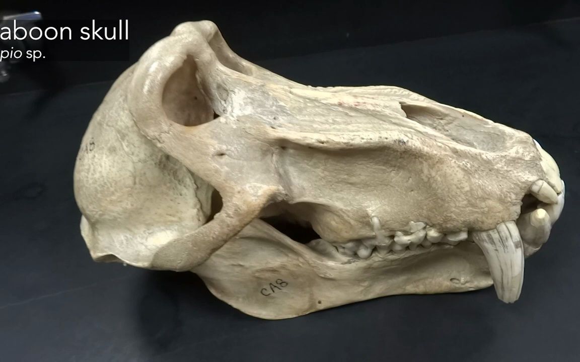动物头骨-狒狒头骨观察