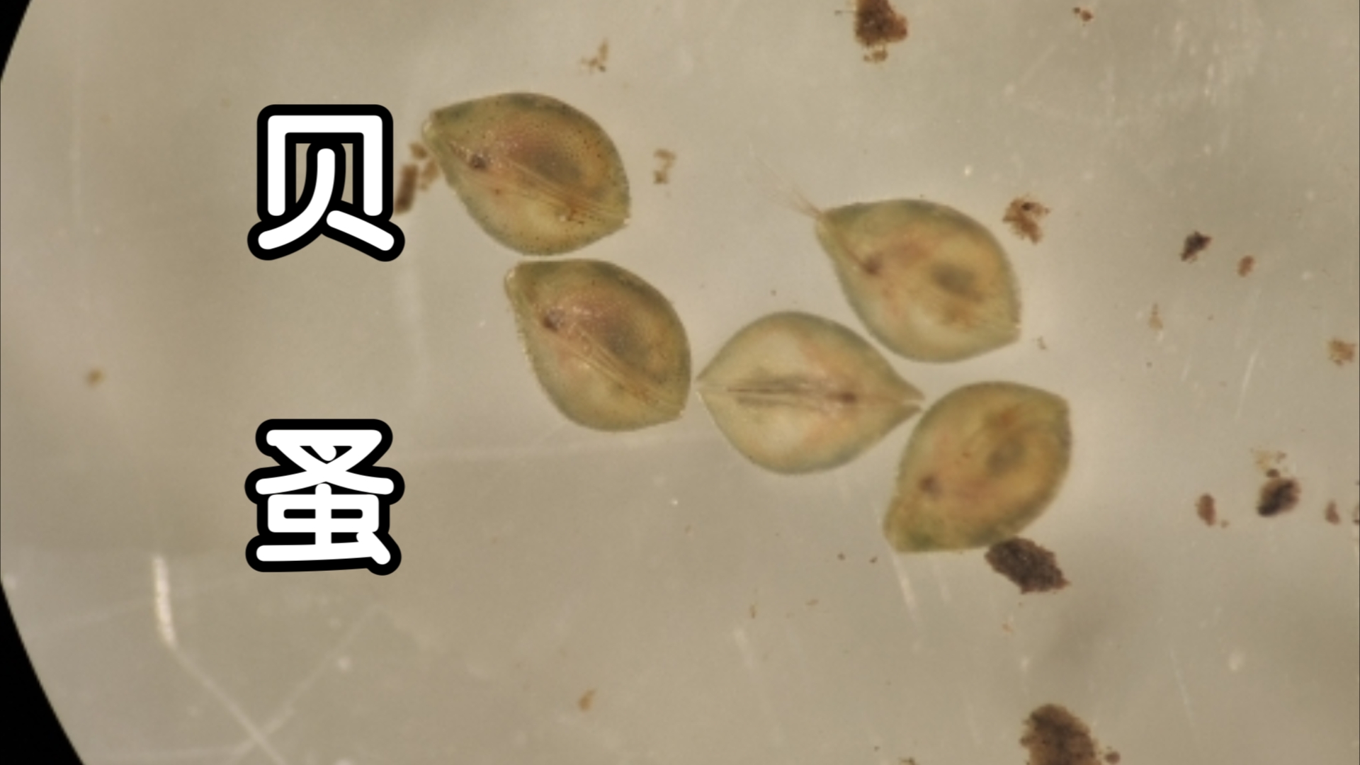 水里蹦迪的生物——贝蚤哔哩哔哩bilibili