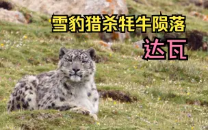 Tải video: 雪豹妈妈达瓦为了孩子猎杀牦牛，雪山女王就此陨落！