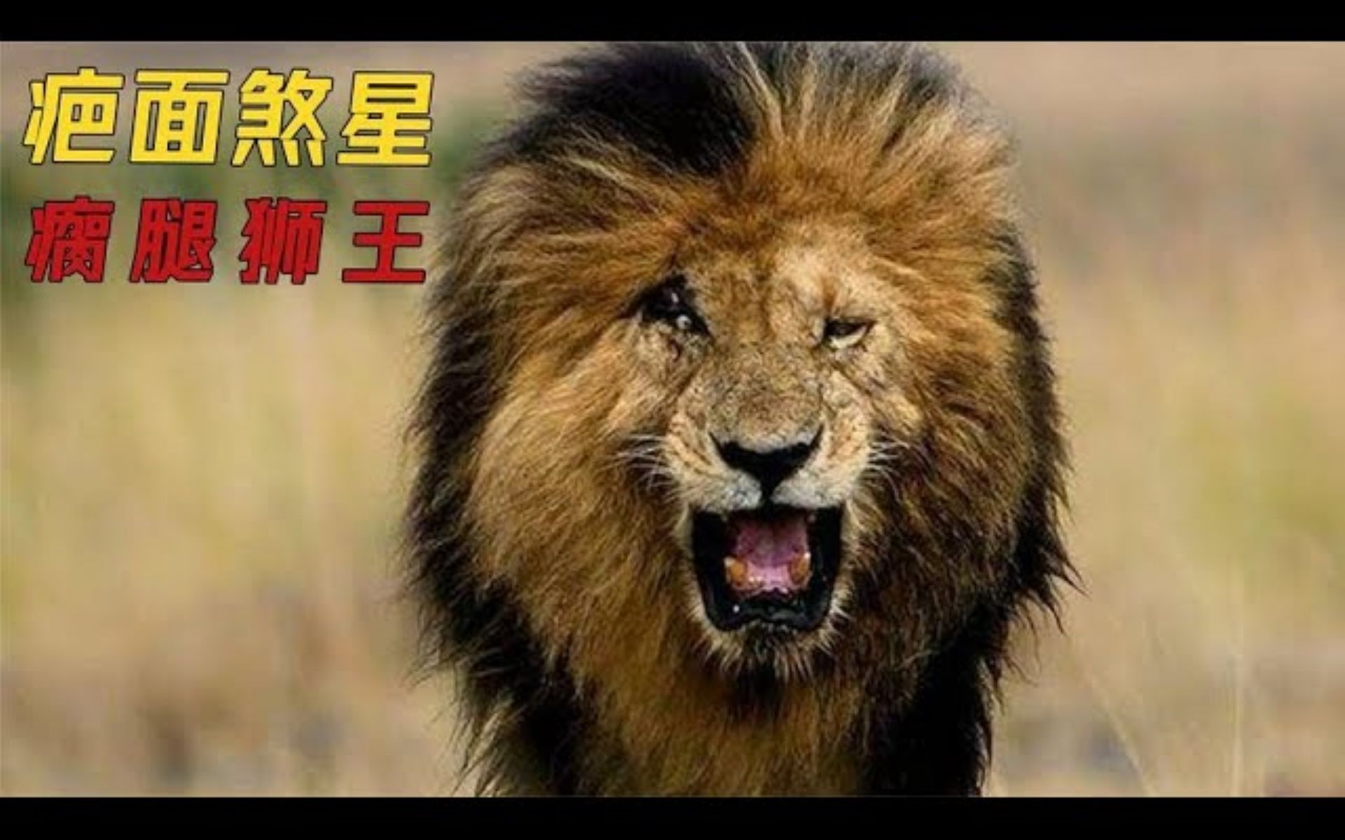 非洲草原的传奇狮王,一生击败无数入侵者,却是惨字收尾 | lion