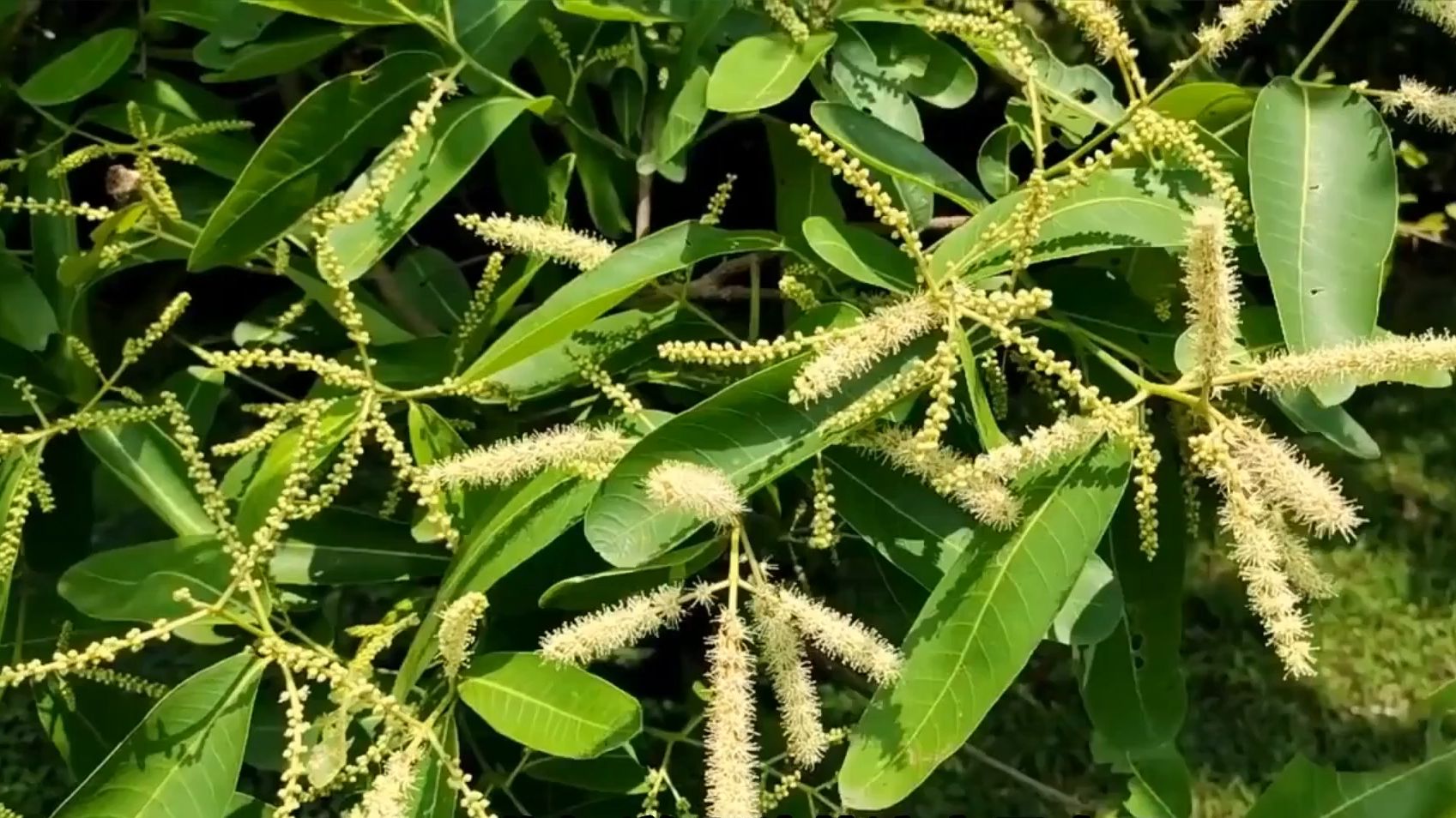 全国夏季流蜜植物大盘点,繁蜂取蜜好时机哔哩哔哩bilibili