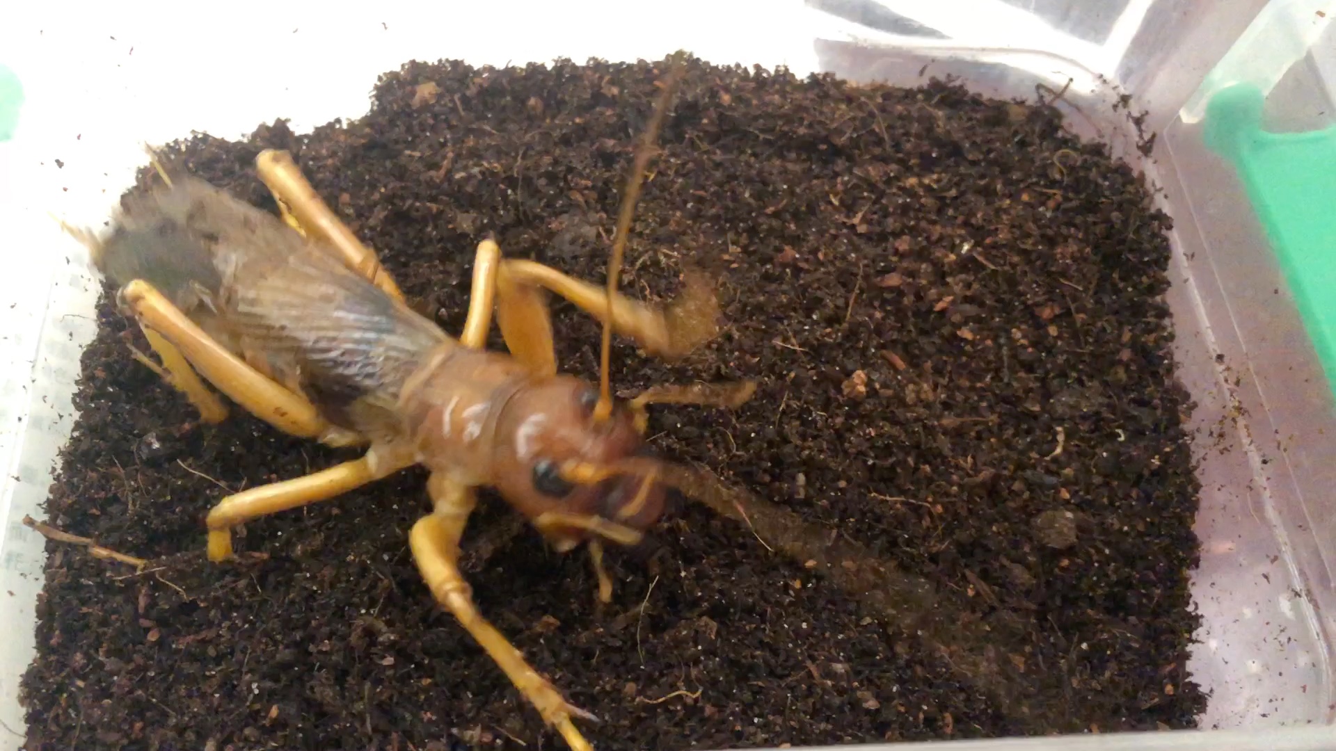 大蟋蟀叫挑逗严重老化的siaferox沙螽