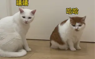 Download Video: 小猫咪也是会欺软怕硬的