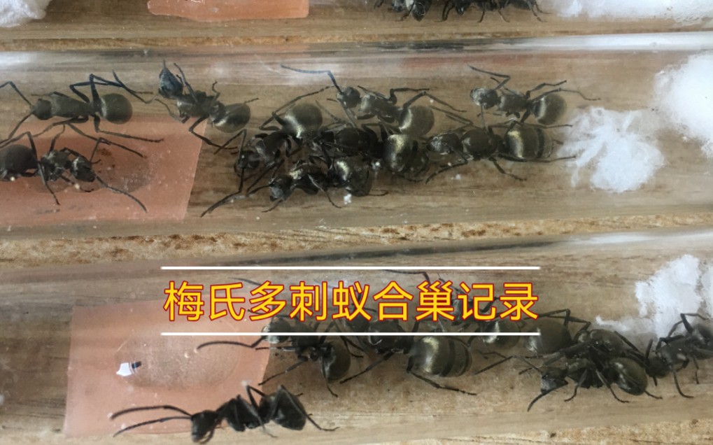 活动  梅氏多刺蚁新后合巢