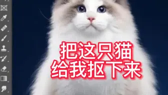 老板要我把这只猫给抠下来！