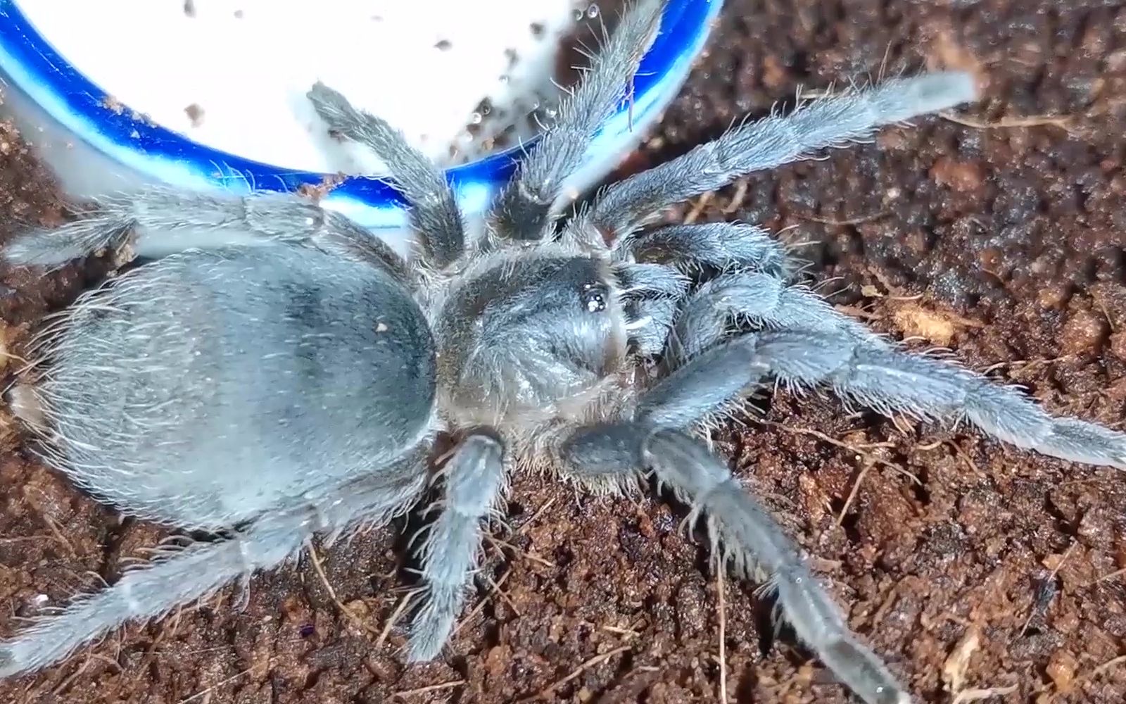 【蓝哥斑开箱】如果 快递小哥知道里面装了 什么之后还敢给我寄包裹吗