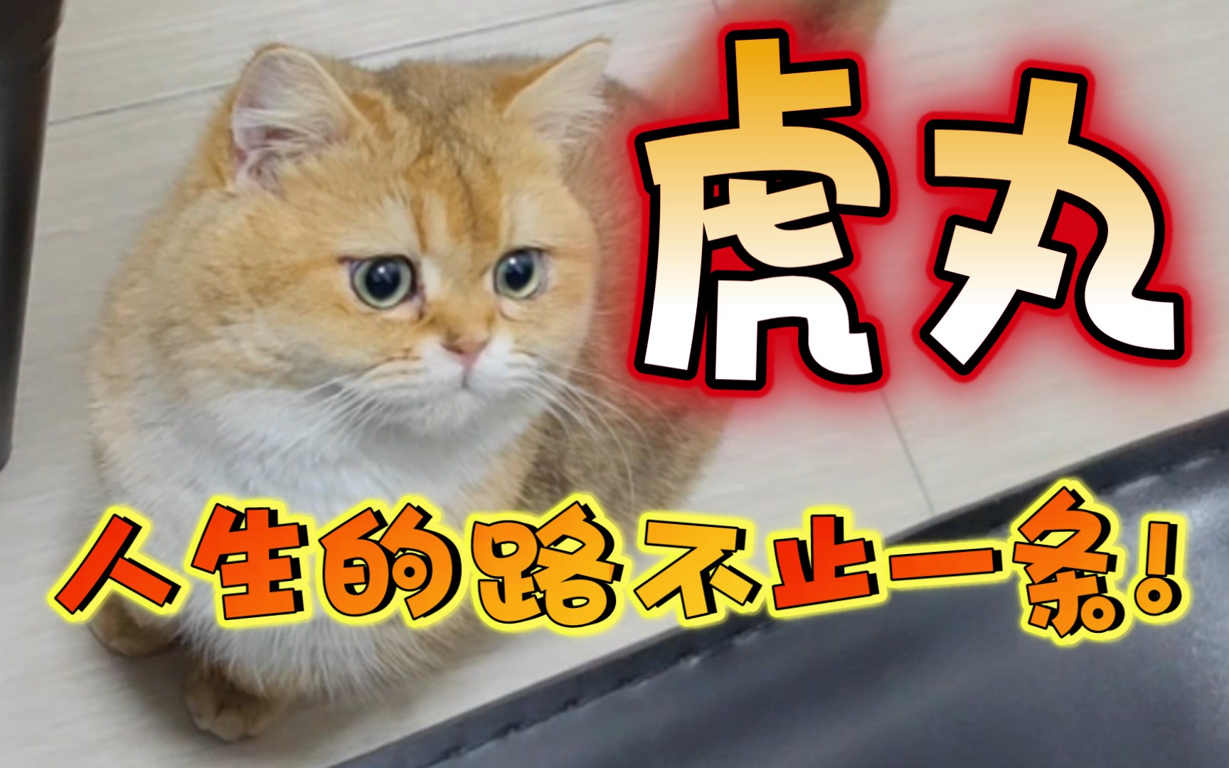 【金渐层猫】人生之路不止一条!(虎丸的猫猫日常#114)哔哩哔哩bilibili