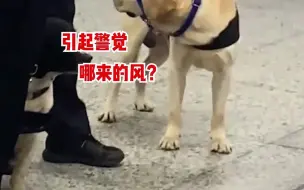 Download Video: 警犬在地铁站内工作，路过的小姐姐为其扇了扇风，“后来它走遍地铁，都没找到那一缕风”