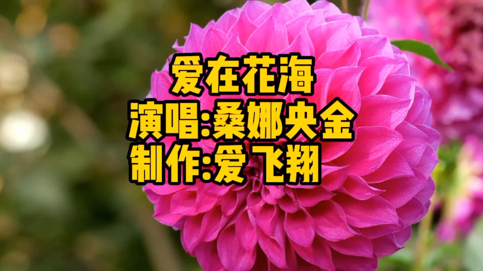 桑娜央金一首《爱在花海》这是最美的花海,一朵朵盛开