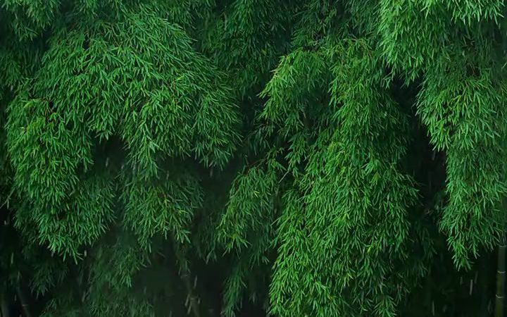 [图]竹林惹了细雨，浓墨惹了相思。品一种静，享一时闲暇，得一片悠然清绝。#风景#竹林#下雨天