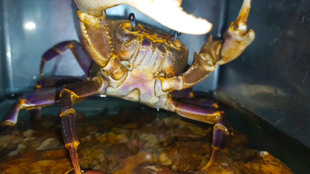 海南府城溪蟹地域的一些表现