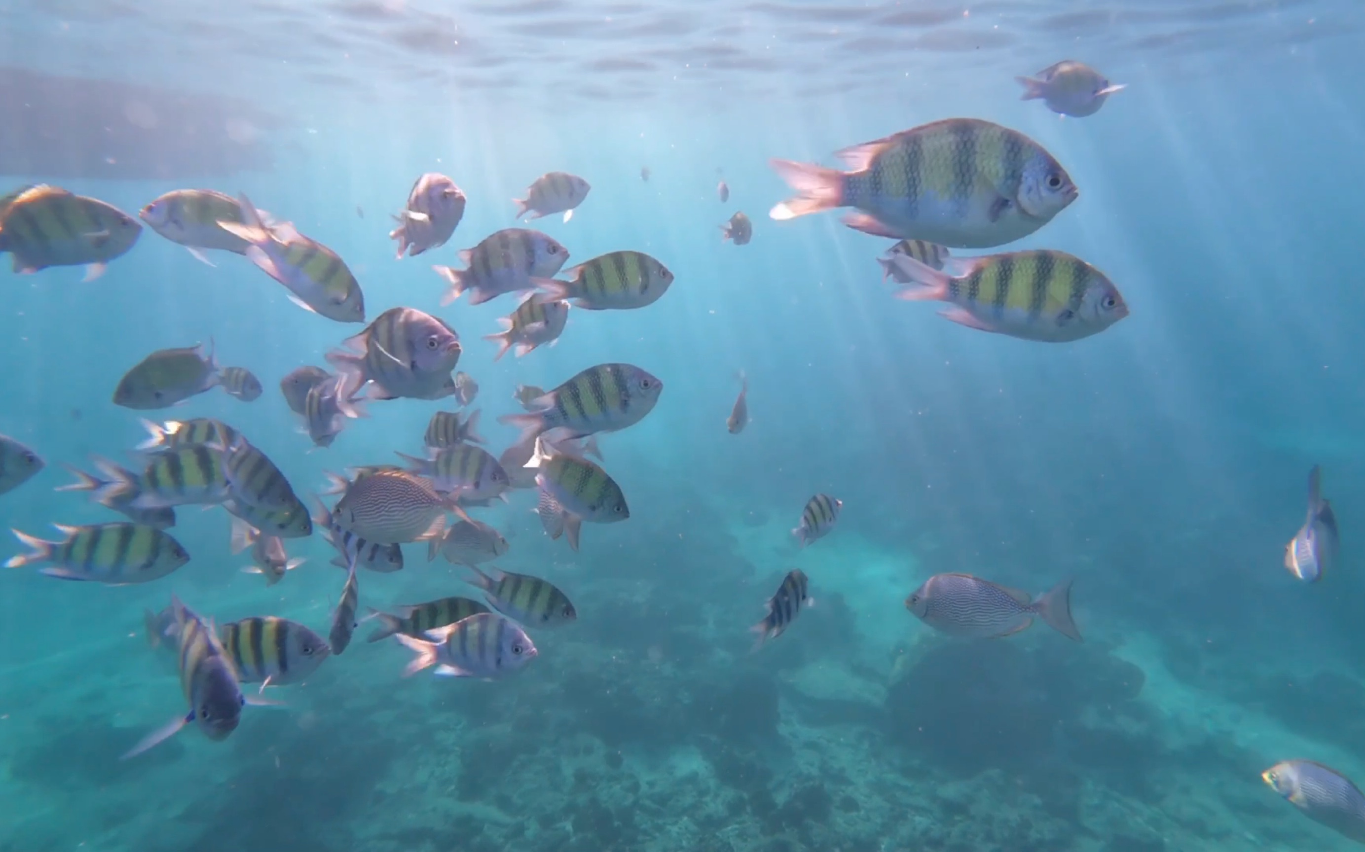 普吉岛的海底没有星空 只有鱼鱼鱼鱼鱼