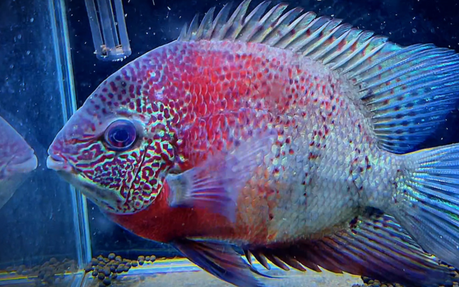 野生帝王虎斑菠萝漂亮不