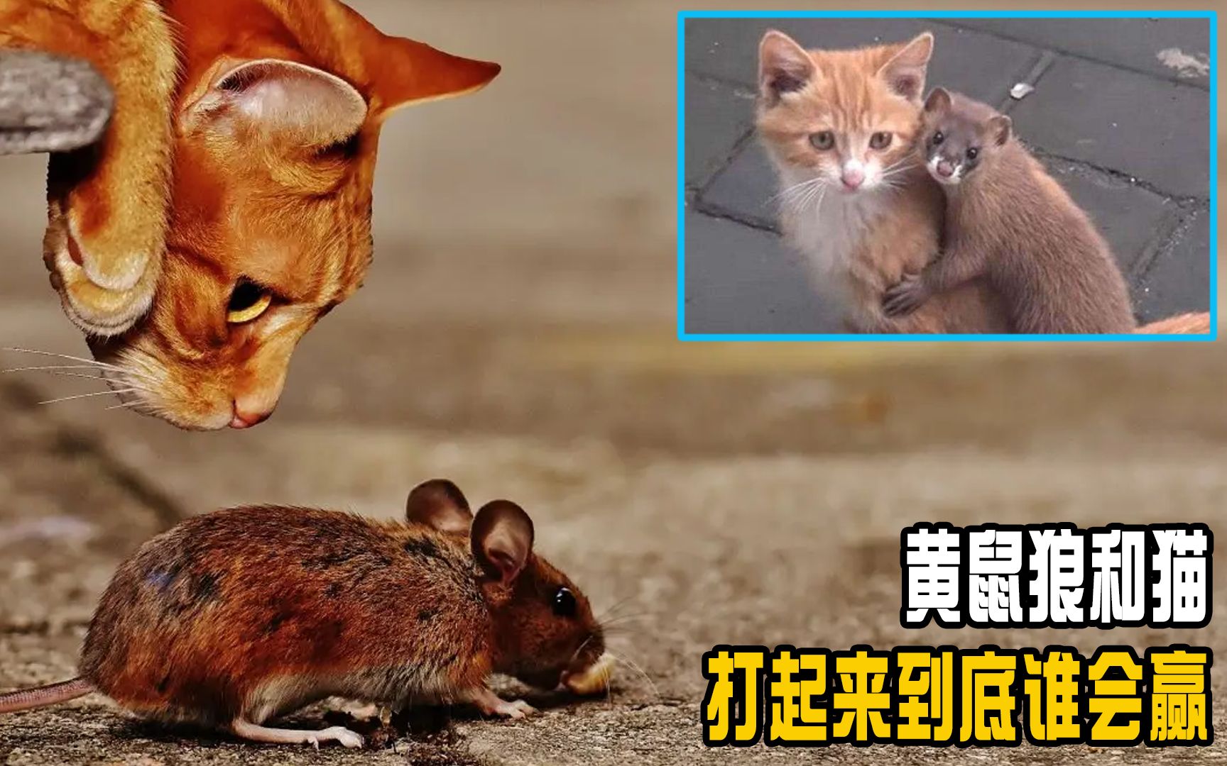 猫vs黄鼠狼图片