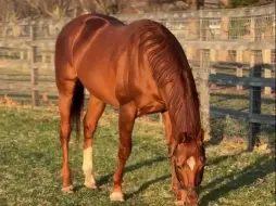 下载视频: AK的古铜色皮毛太漂亮了