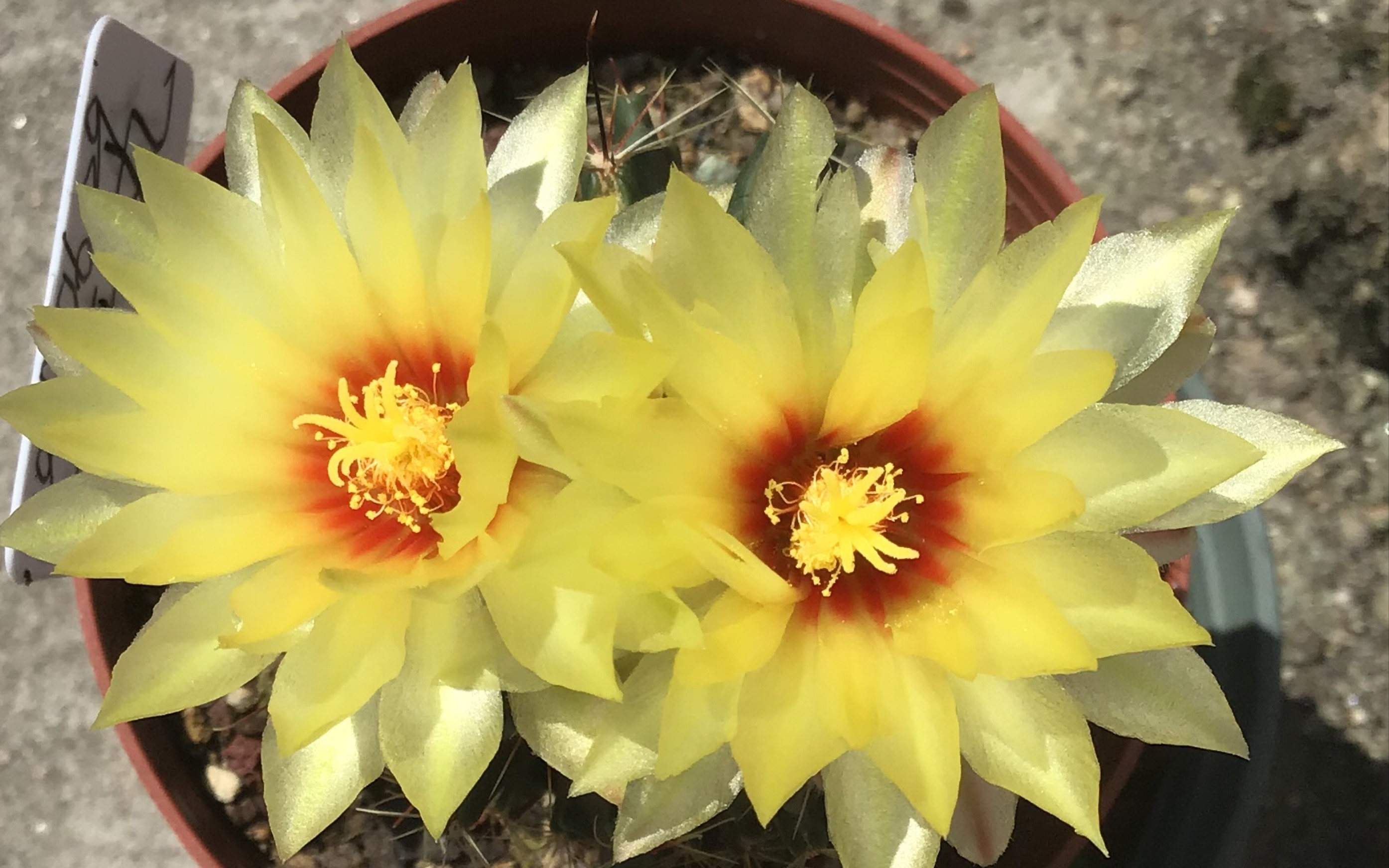 仙人球龙王丸开花啦!