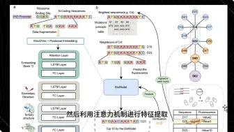 Download Video: 每隔一日合成生物学进展  2024.9.14 整合深度学习和合成生物学：通过N端编码序列增强基因