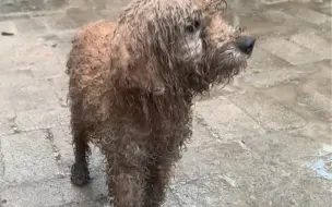 Скачать видео: 汪汪队，狗狗们发现了泥坑